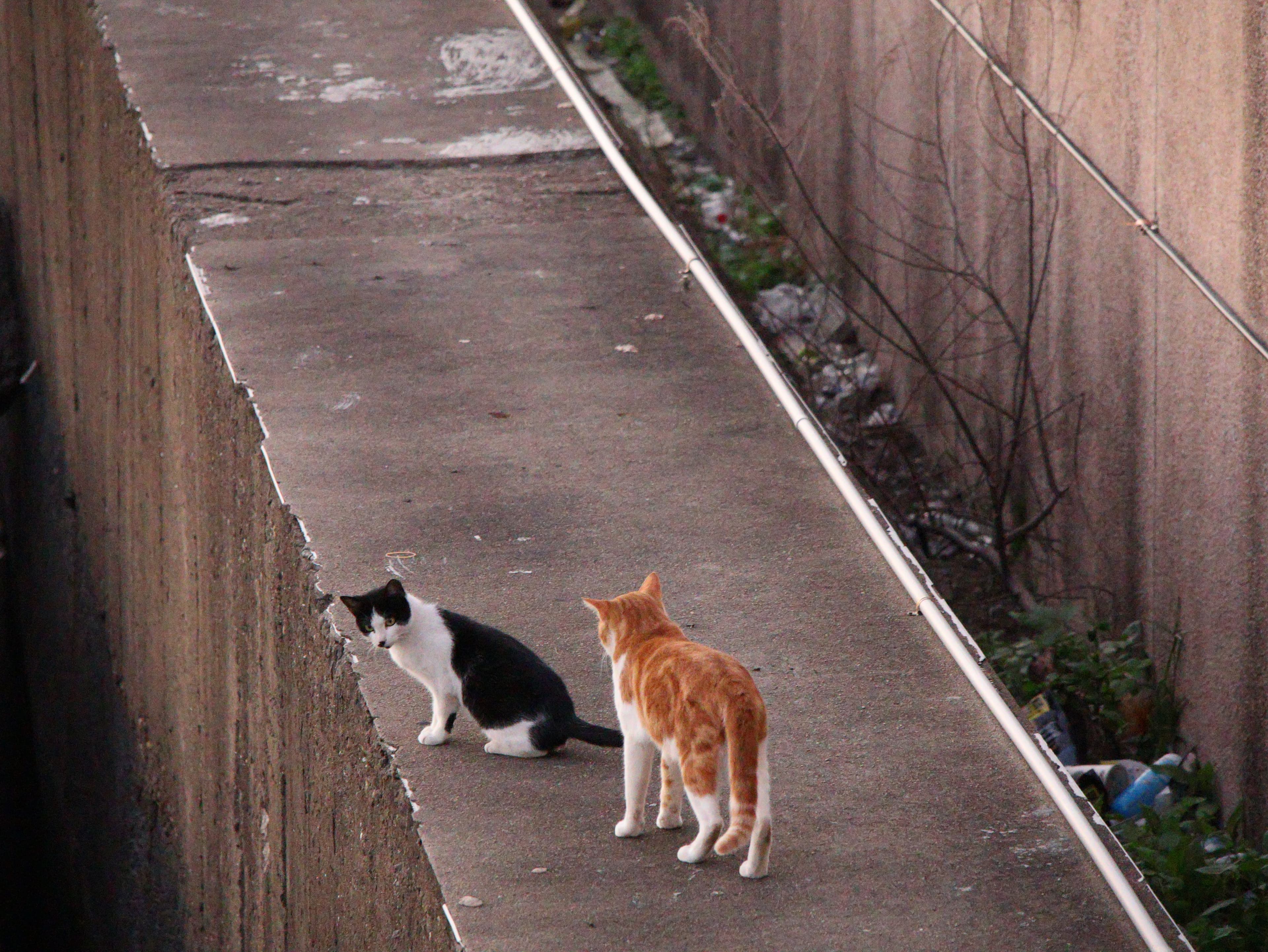 Black-and-white and orange cats standing in a narrow alley