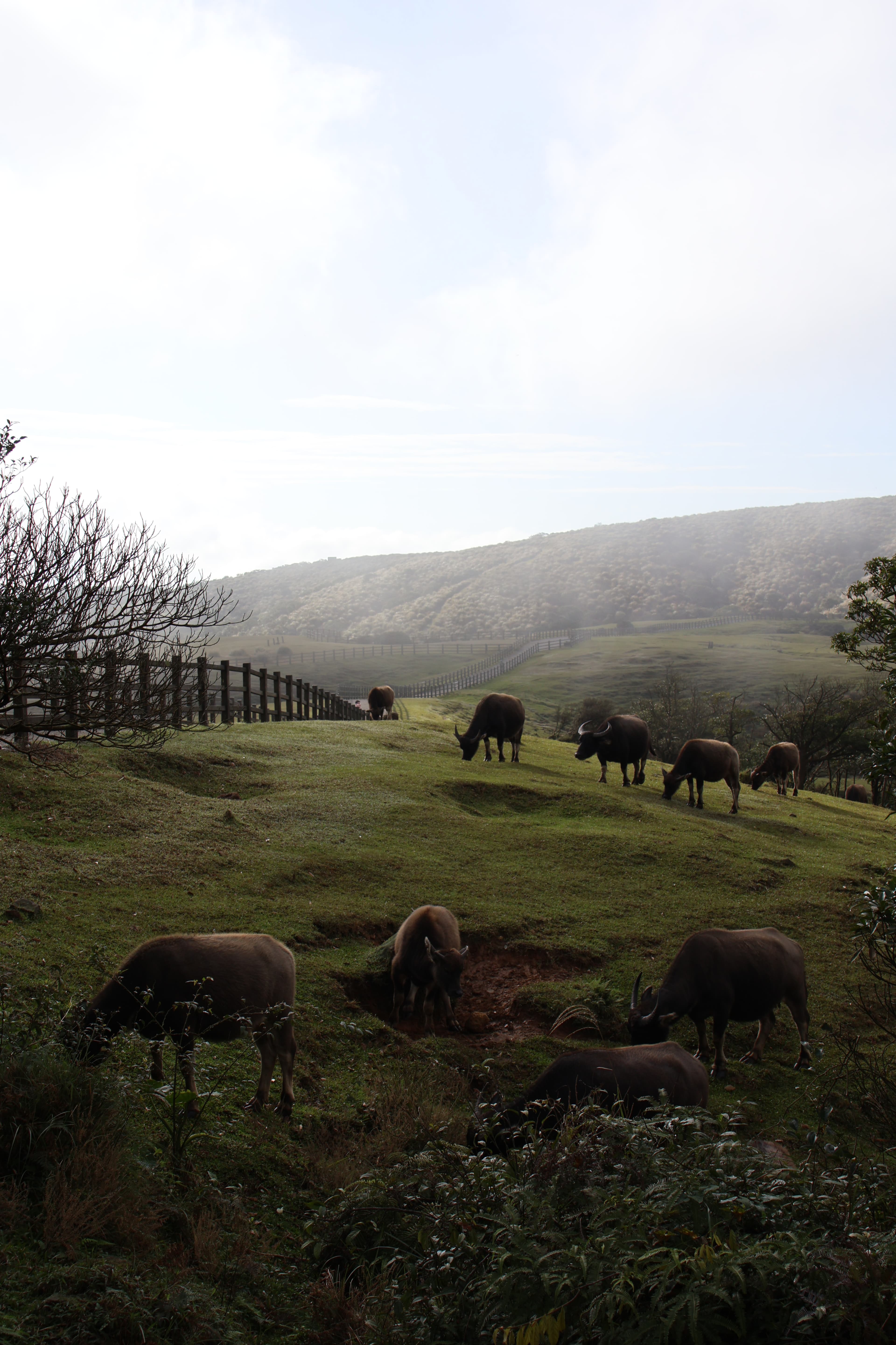 Buffalo grazing on a grassy hillside with mountains in the background